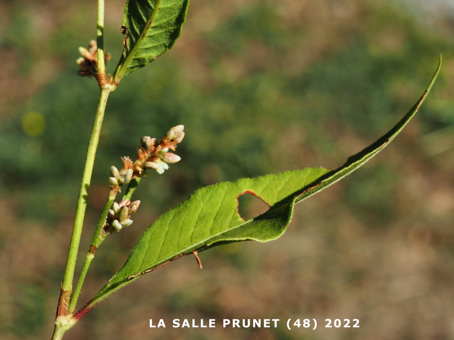 Persicaria, Pale